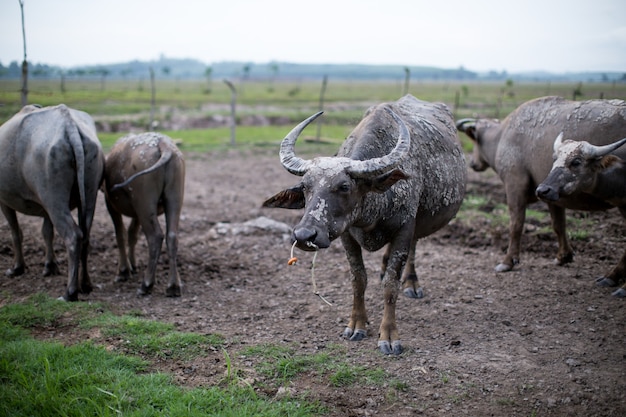 Búfalo asiático na fazenda