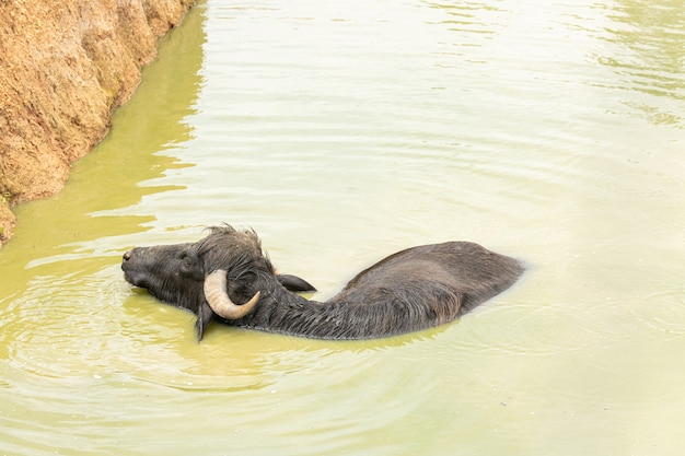 Búfalo asiático nadando em um lago