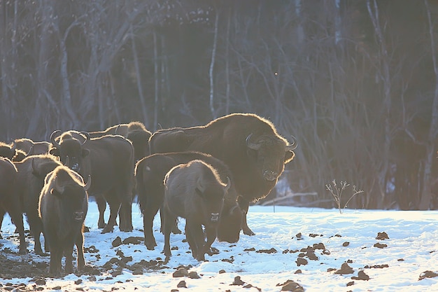Búfalo auroque na natureza / inverno, bisão em um campo nevado, um grande búfalo-touro