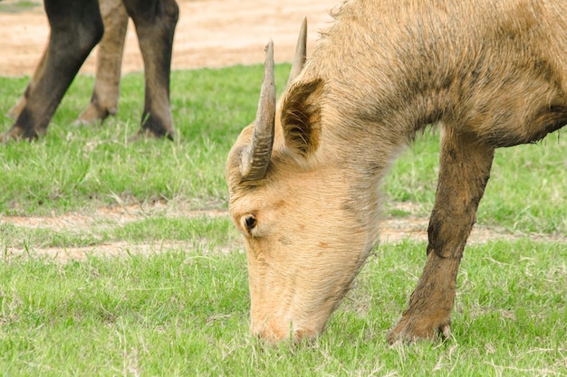 Foto un búfalo blanco está caminando y comiendo hierba en el campo