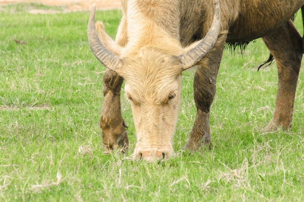 Foto un búfalo blanco está caminando y comiendo hierba en el campo