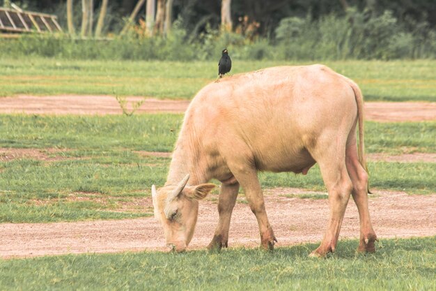 Foto un búfalo blanco está caminando y comiendo hierba en el campo