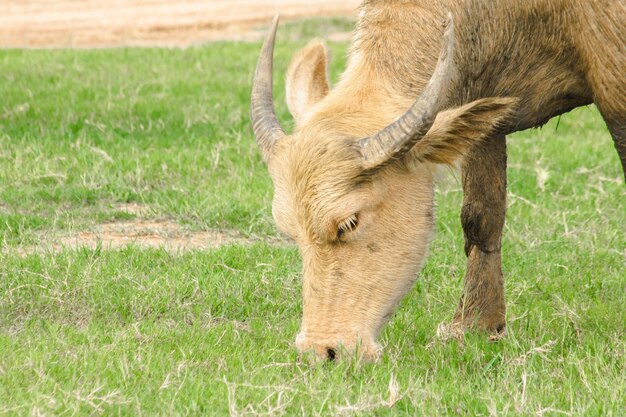 Foto un búfalo blanco está caminando y comiendo hierba en el campo