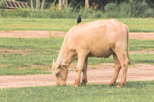 Foto un búfalo blanco está caminando y comiendo hierba en el campo