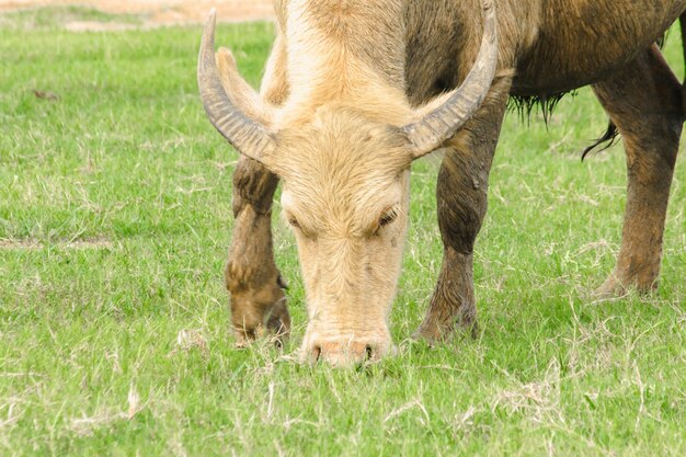 Un búfalo blanco está caminando y comiendo hierba en el campo