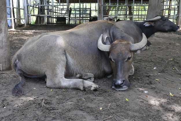 Búfalo, búfalo de agua