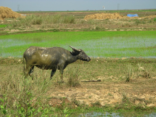 El búfalo en el campo de arroz Myanmar