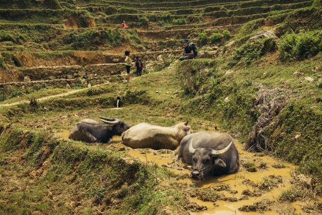 Búfalo en el campo de arroz en Vietnam