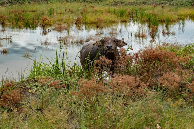 Búfalo en campo de arroz