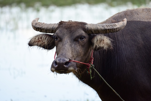 búfalo en campo comiendo hierba en Tailandia