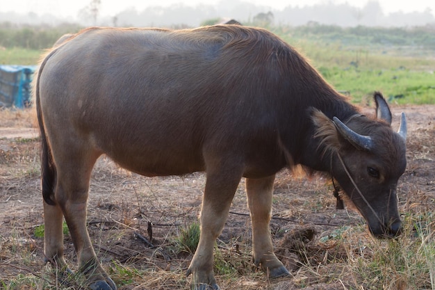 Búfalo en el campo de Tailandia