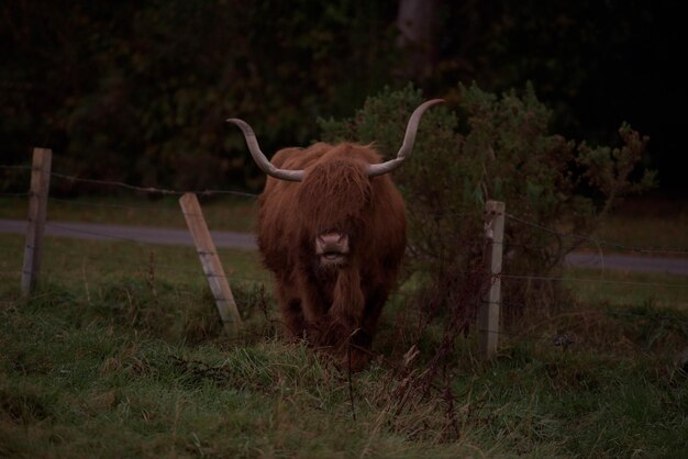 El búfalo en el campo