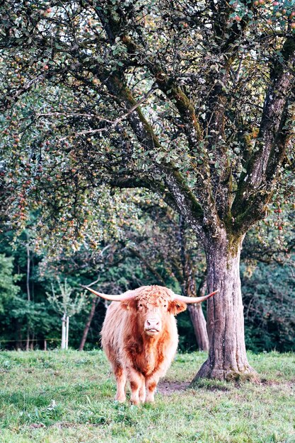 Foto el búfalo en un campo