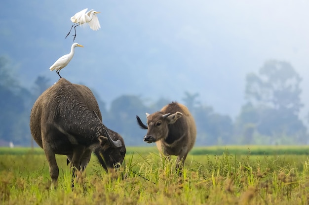 Búfalo y cigüeña en el prado