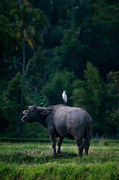 Búfalo y cigüeña en el prado