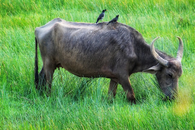 Búfalo com dois melros sentados nas costas pastando no prado verde