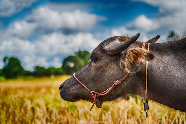 Búfalo comendo feno no campo de arroz