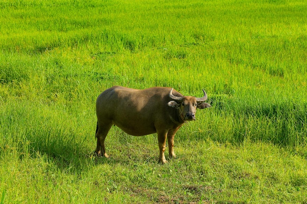 Búfalo comendo grama no fundo da natureza do prado