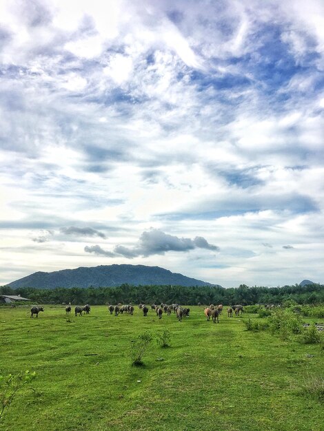 Foto el búfalo comiendo hierba en un amplio campo detrás es una montaña