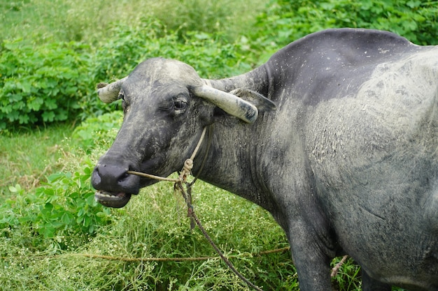 Búfalo comiendo hierba en el bosque