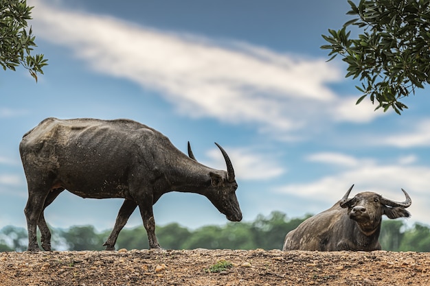 Foto búfalo-comum na área rural da tailândia