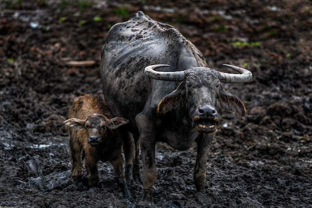 Búfalo común en la zona rural de Tailandia.