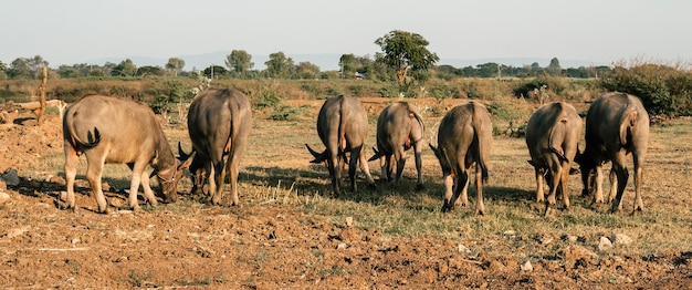 Búfalo da Tailândia comendo grama na fazenda com pôr do sol e fundo de montanha