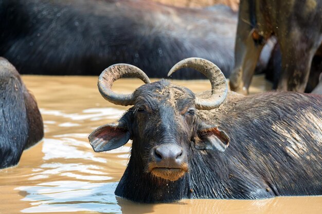 Búfalo de água asiático ou bubbalus bubbalis na lama