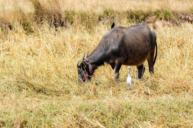 Búfalo de água comendo gramíneas no campo, Tailândia