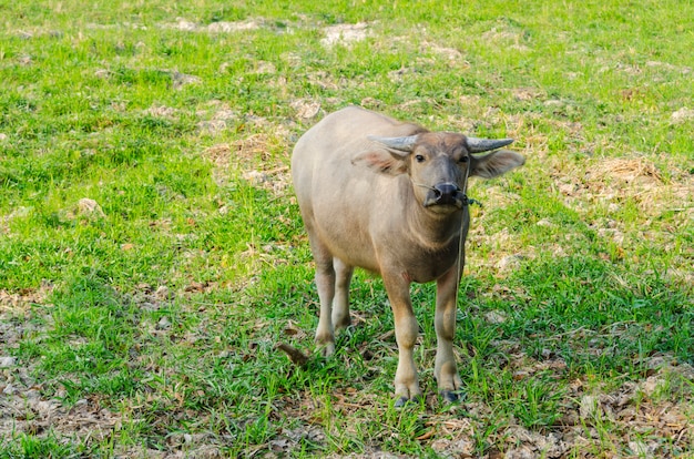 Búfalo de água em pé na grama verde e olhando para uma câmera