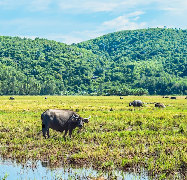 Búfalo de água em pé pastar arroz grama campo prado sol floresta
