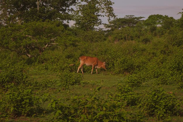 Foto búfalo de água em um campo