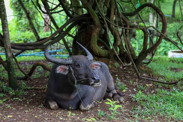 El búfalo descansa bajo el árbol en el jardín en tailandia