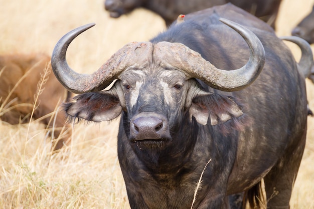 Búfalo do cabo do parque nacional serengeti, tanzânia, áfrica. vida selvagem africana