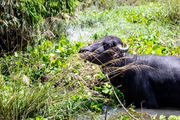 Un búfalo doméstico negro comiendo hierba de un estanque en la selva