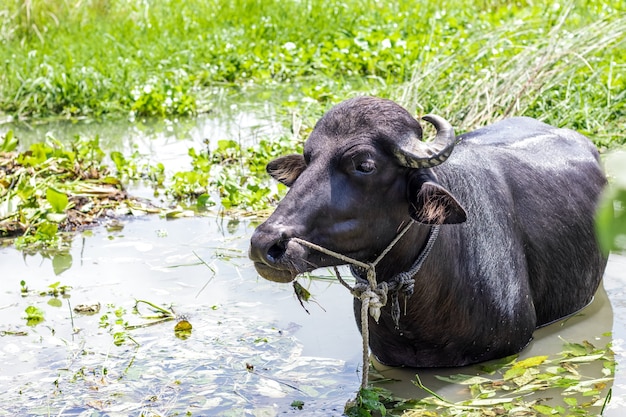 Búfalo doméstico negro de pie sobre el agua en la selva