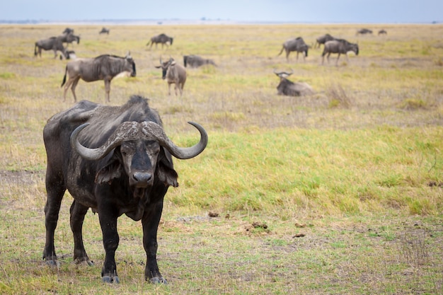 Búfalo em pé na savana do Quênia