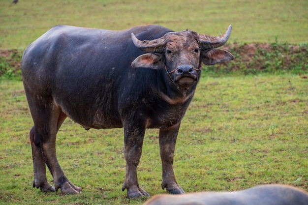 búfalo em pé no campo de arroz