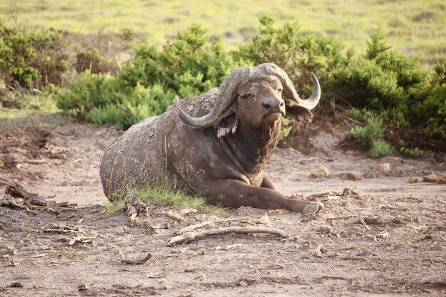 Búfalo em pé no campo