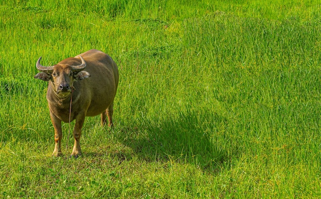 Un búfalo está comiendo hierba en medio de un prado verde en la temporada de lluvias