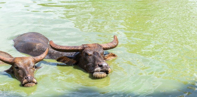 Búfalo en el estanque