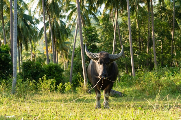 Un búfalo con grandes cuernos pasta en el césped en una selva tropical verde