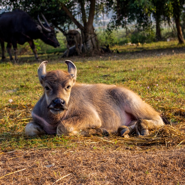 Búfalo joven que se sienta en la tierra por la mañana.