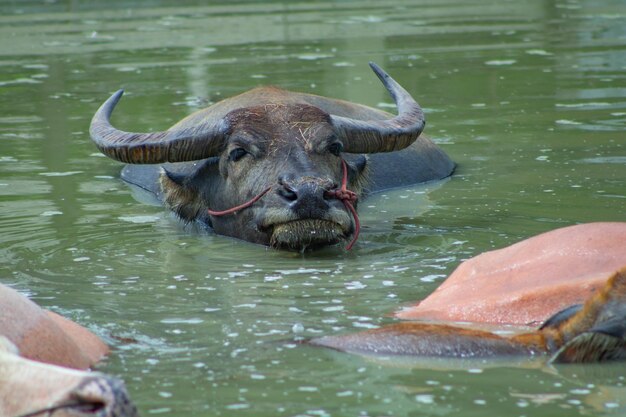 Foto el búfalo en un lago