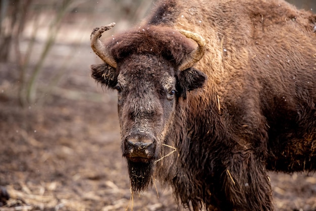 Búfalo na natureza