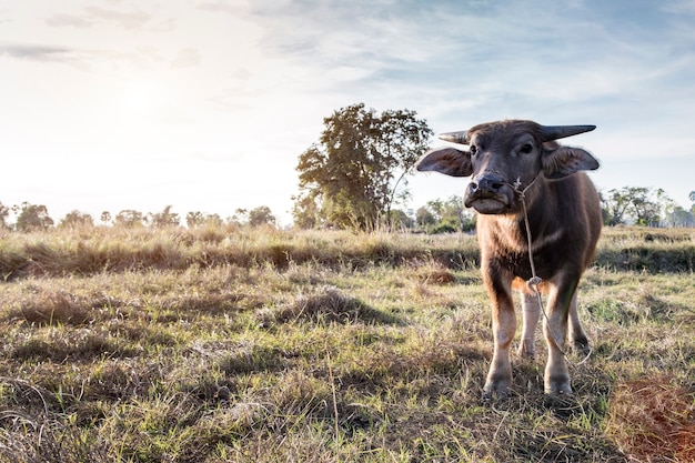 búfalo na paisagem da fazenda