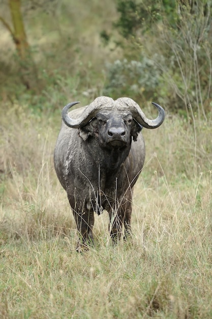 Búfalo na reserva nacional da áfrica, quênia