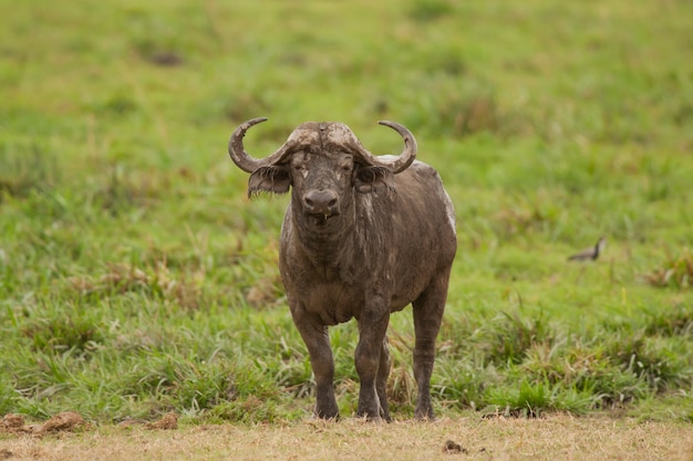 Búfalo na savana