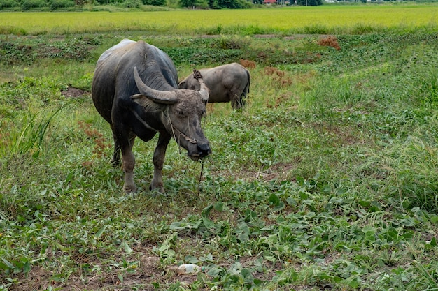 Búfalo no campo de arroz