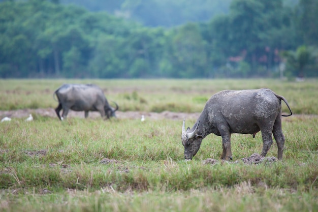 Búfalo no campo.